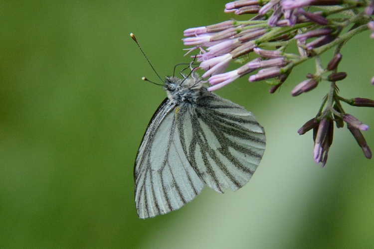 Pieris bryoniae ?  S !